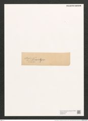 Navicula elliptica var. sublinearis Grun. (de-Toni-Nr.: Genus 1, Species 298) Zeichnungen Sammlung Grunow (NHMW-BOT-W0367072)